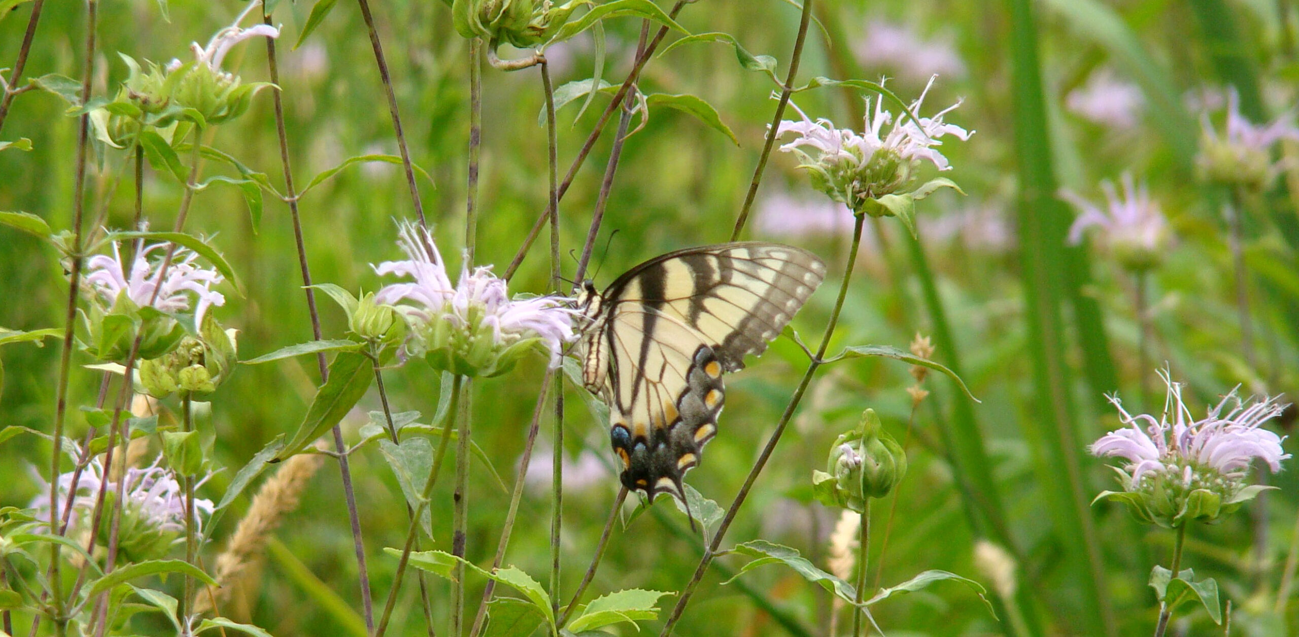 Una imagen de una cola de golondrina tigre oriental en un prado de flores