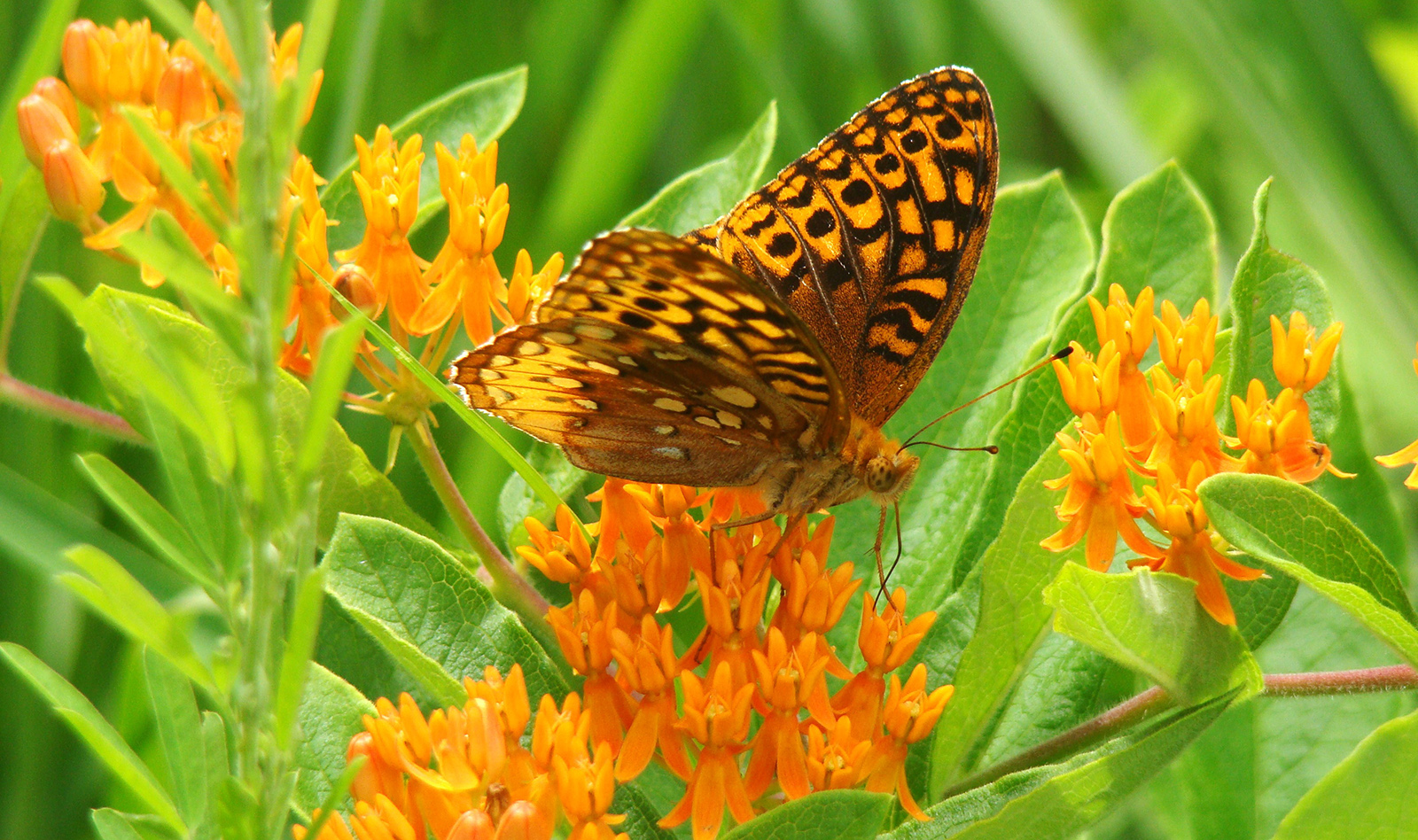 Una imagen de un gran fritillary de lentejuelas en la hierba de la mariposa