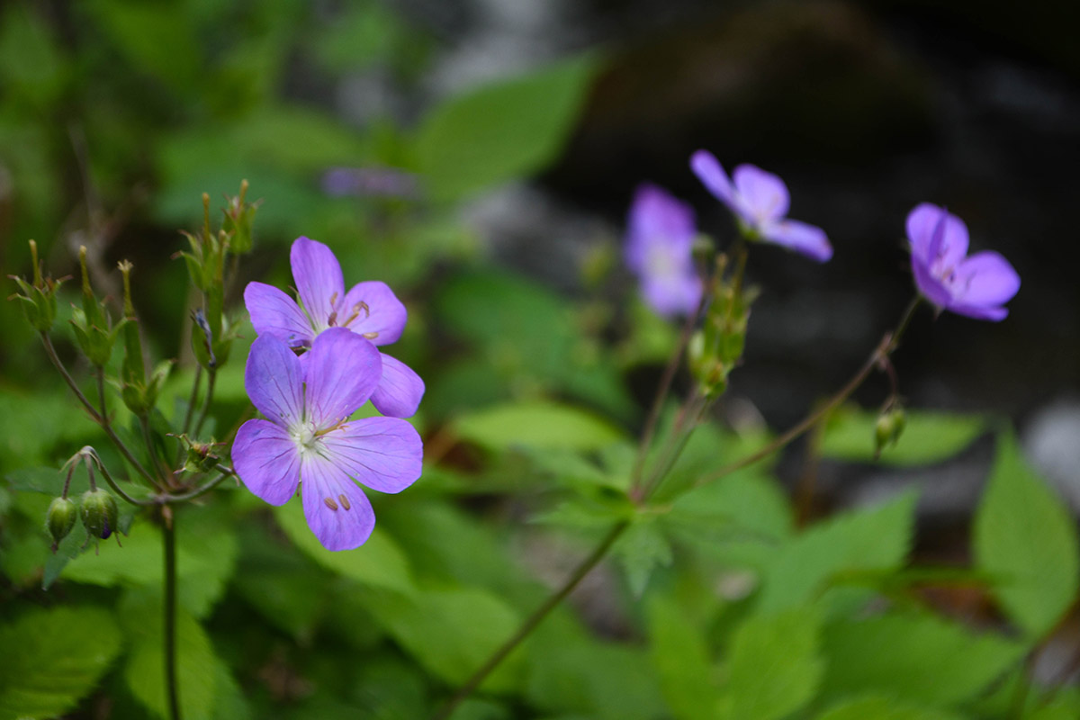 Una imagen de geranio silvestre