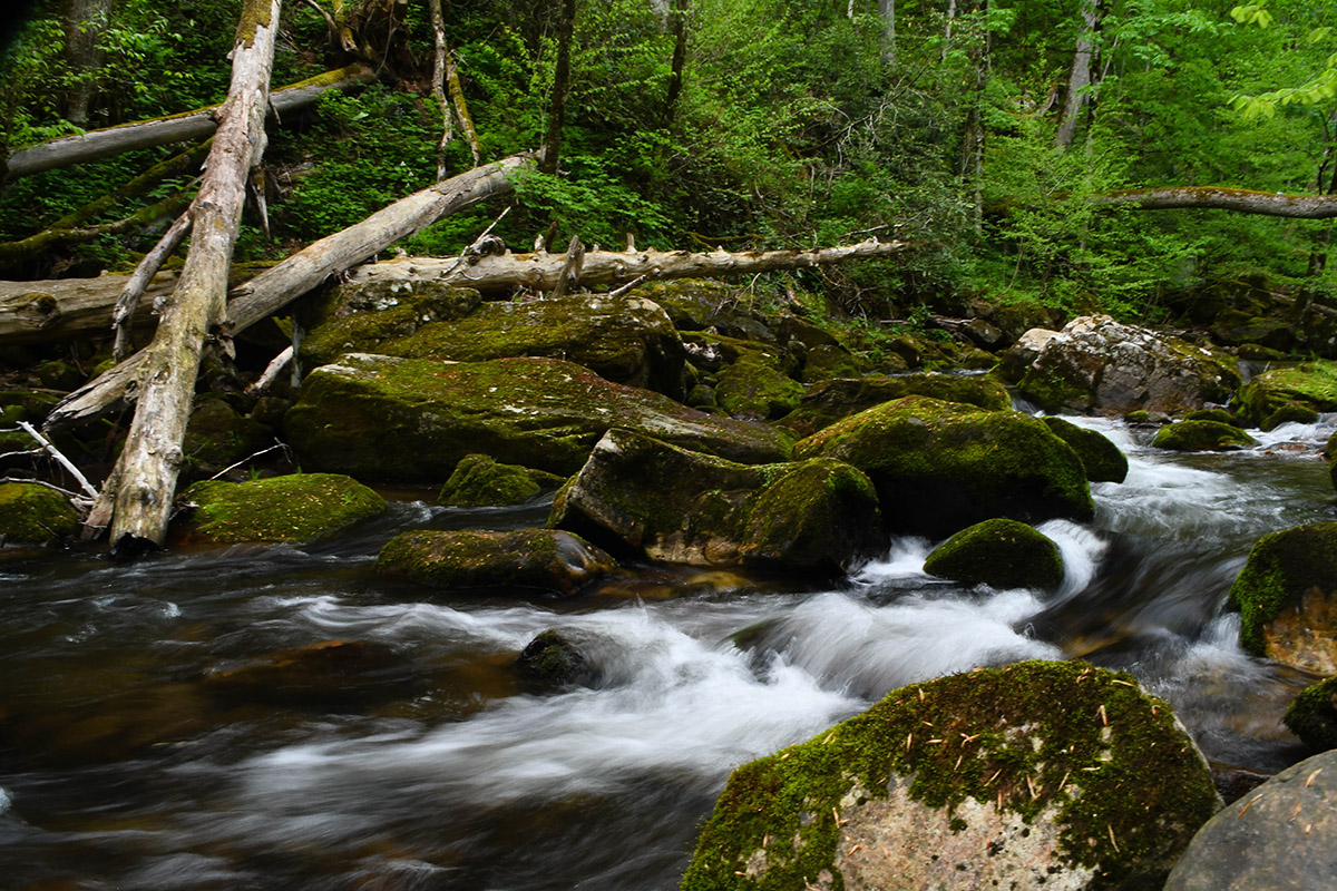 Una imagen de un pintoresco arroyo que fluye a través de la montaña Clinch