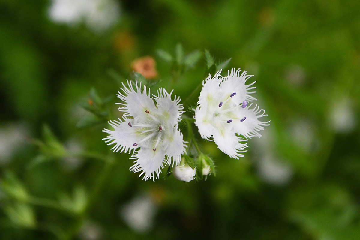 Una imagen de phacelia con flecos