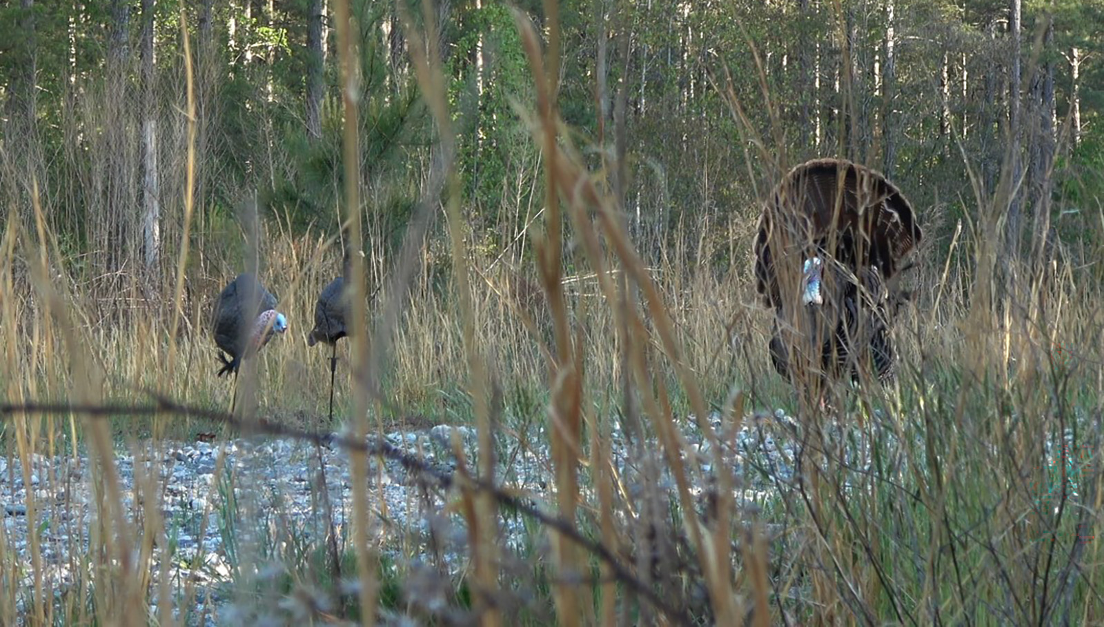Una foto de un pavo macho pavoneándose delante de dos señuelos de pavos parcialmente ocultos por hierba alta.
