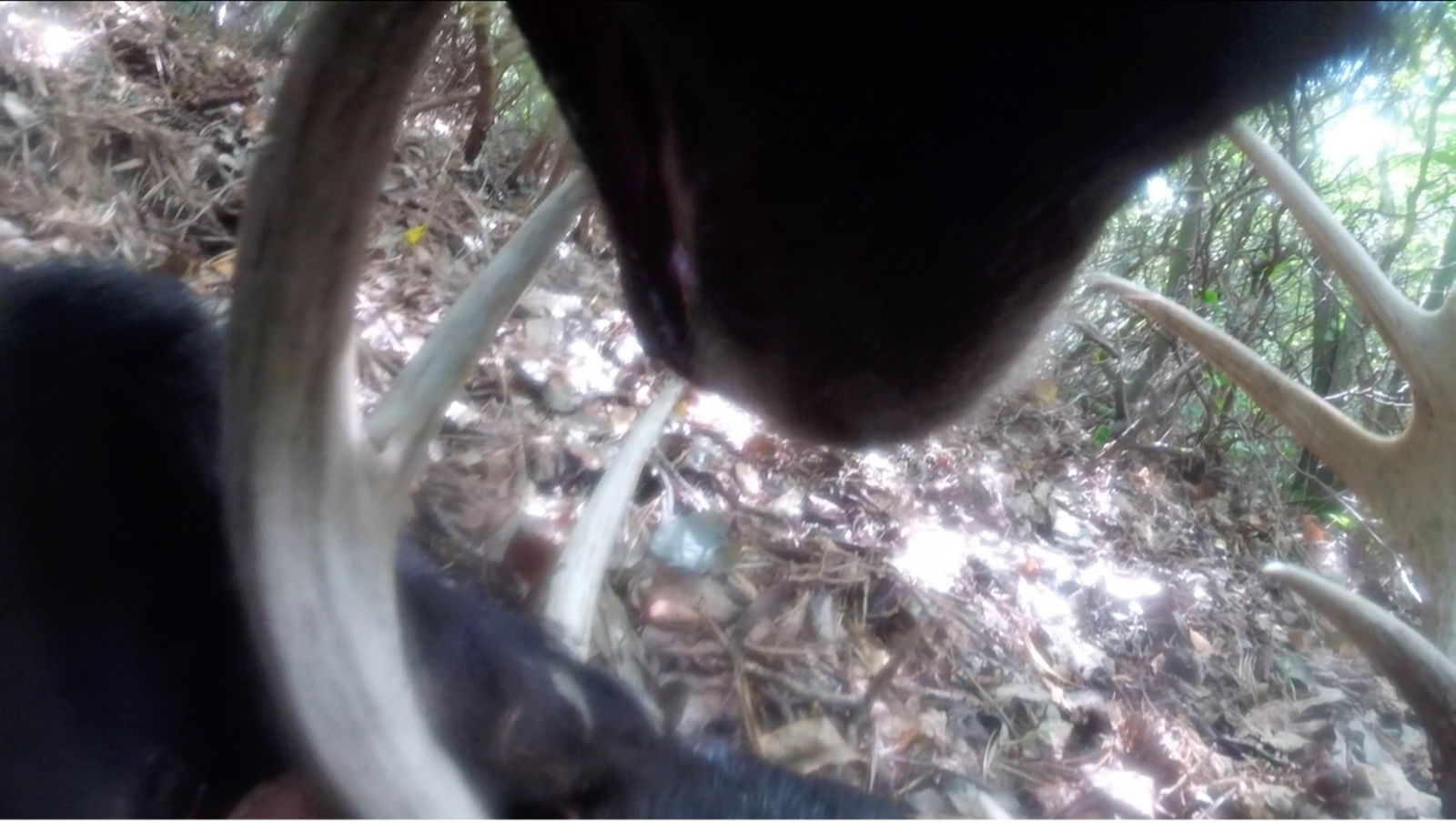 Una foto de la barbilla de un oso negro, tomada desde la parte inferior del cuello del oso, mientras el oso muerde un conjunto de astas de ciervo.