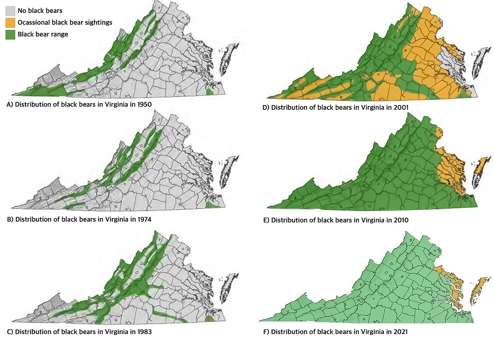 Una imagen de seis mapas diferentes de Virginia con áreas coloreadas que indican áreas donde no hay osos negros, áreas con avistamientos ocasionales de osos negros y áreas de osos negros que van desde 1950, 1974 1983, 2001 2010y 2021, lo que muestra una gran expansión del rango de la especie.