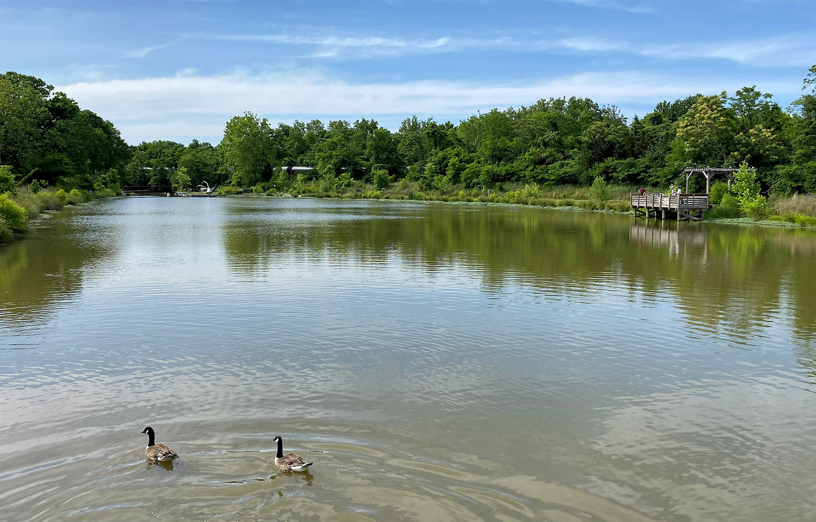 Una imagen del lago Cook con gansos canadienses en el agua