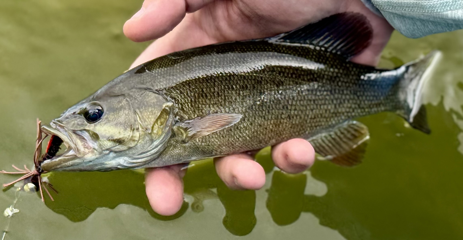 Una foto de un pez lubina de boca pequeña siendo sacado del agua con una mosca en la boca.