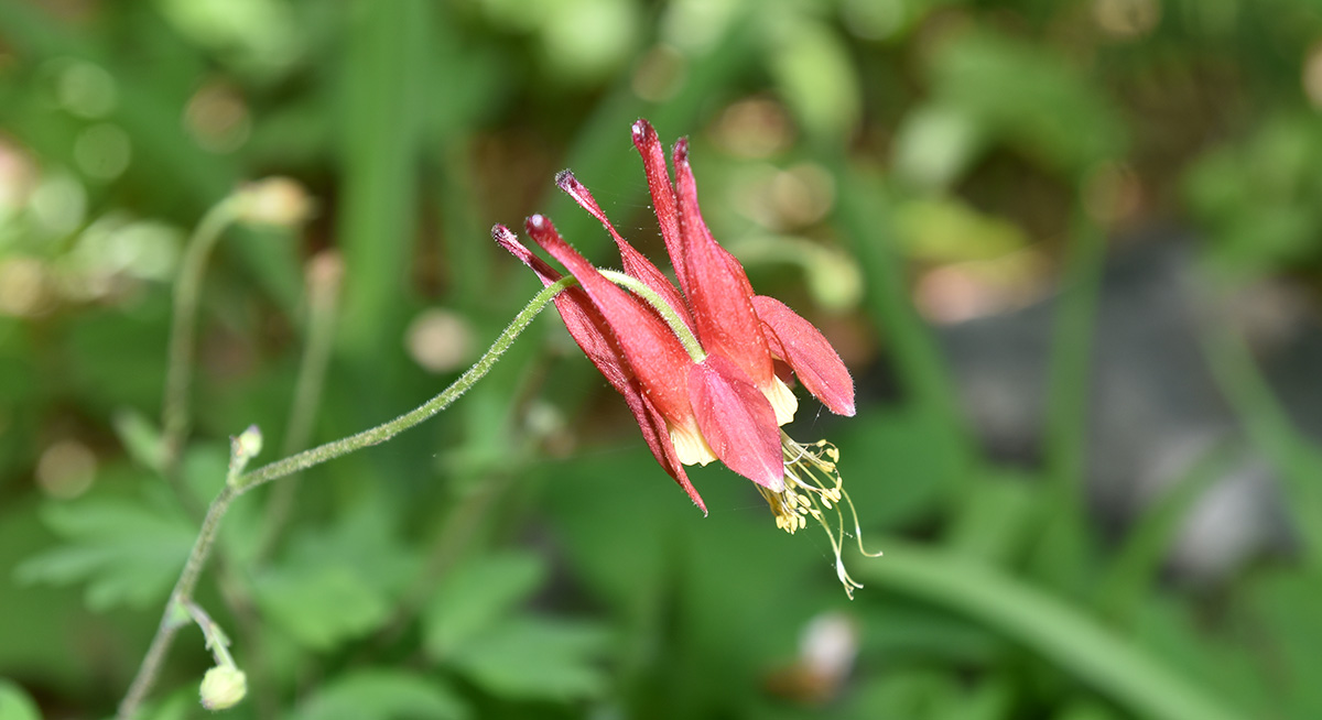 Una imagen de aguileña salvaje; Esta flor es popular entre los colibríes y es roja con un interior amarillo.