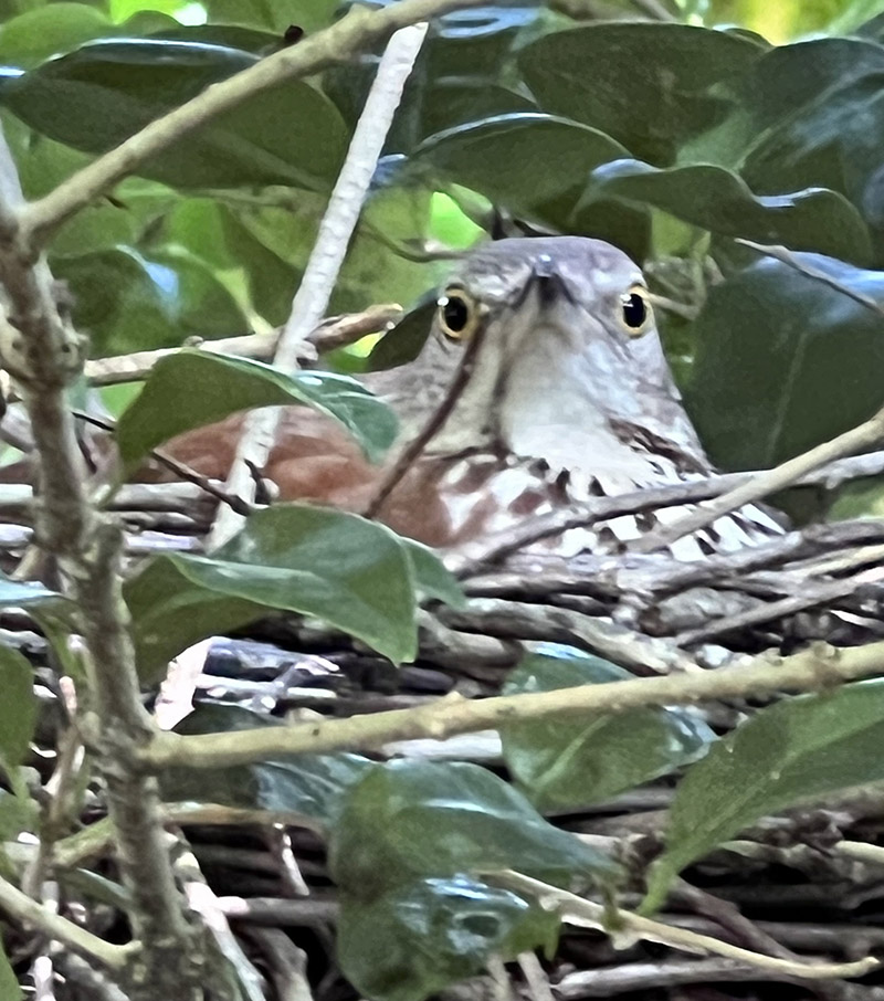 Un thasher marrón incubando huevos.