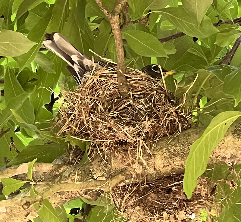 Este petirrojo americano está anidando en un pequeño árbol de magnolia platillo (una variedad asiática híbrida) sobre la pasarela.
