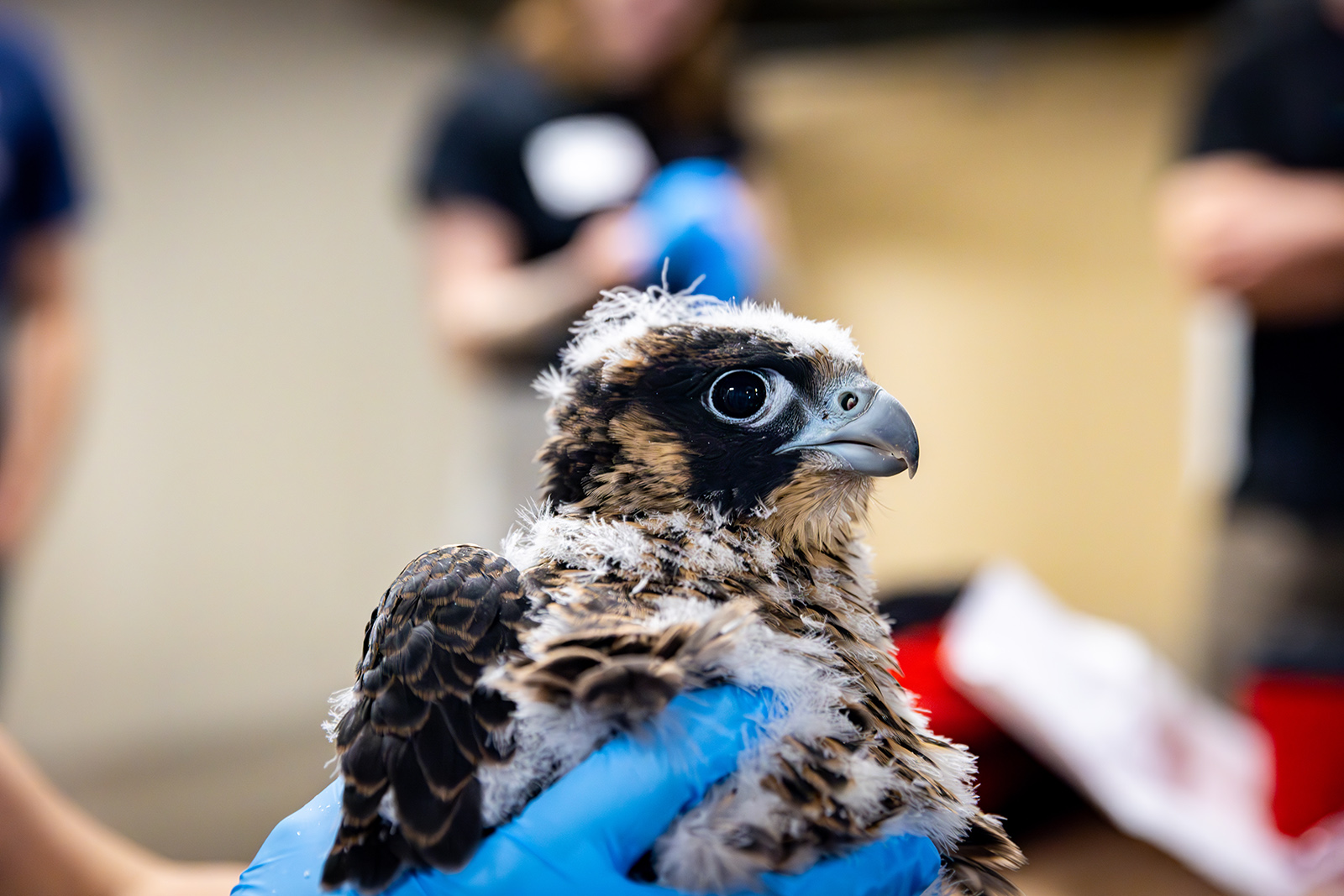 Una foto en primer plano de la cabeza de un polluelo de halcón peregrino con las manos enguantadas agarrando su cuerpo.