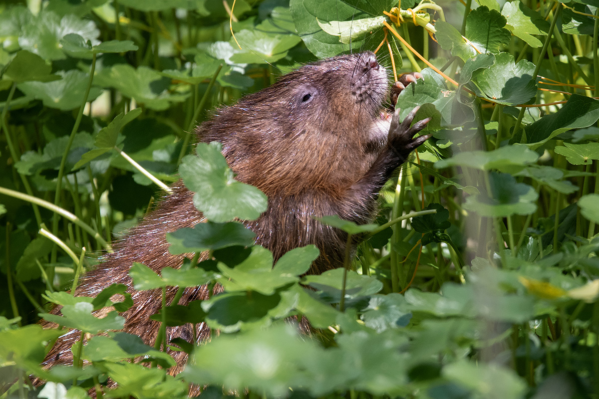 Imagen de una rata almizclera comiendo hojas