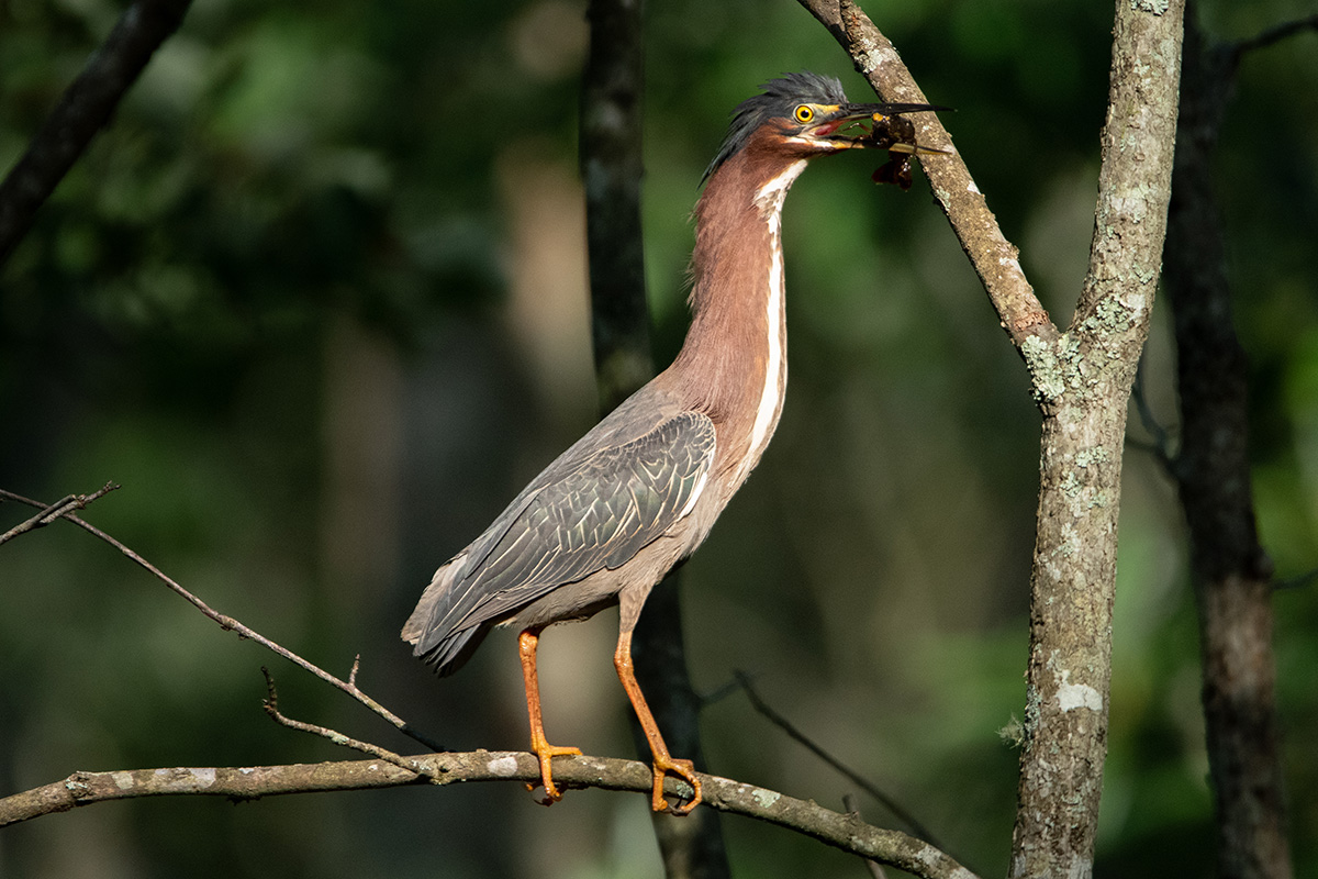 Una garza verde comiendo un cangrejo de río.