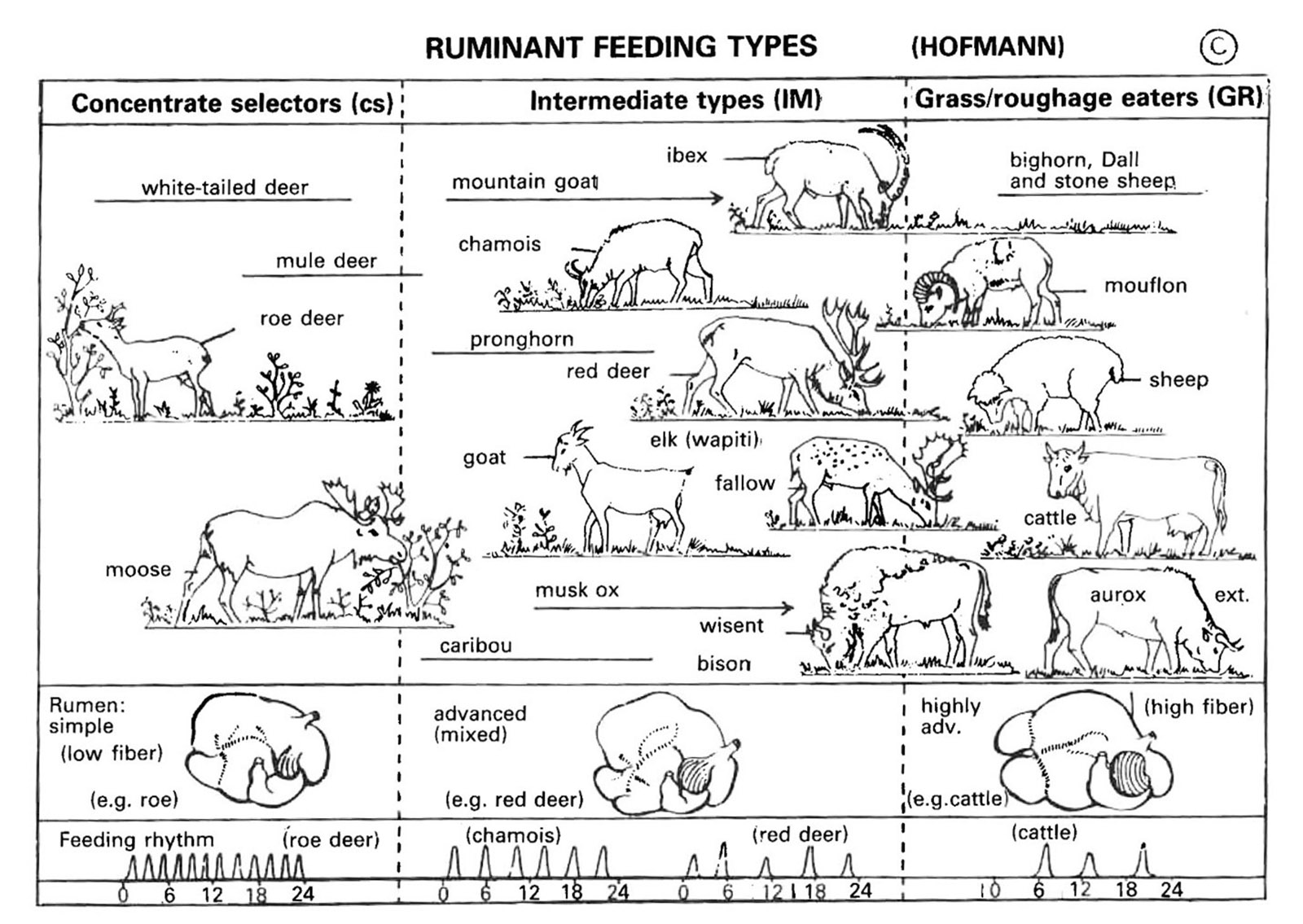 Un gráfico de los tipos de alimentación de rumiantes; El cola blanca, la mula, las huevas y el alce son selectores de concentrados con un rumen simple. El íbice, la cabra montés, el berrendo, el alce, la cabra, el gamo, el buey almizclero, el caribú, el wisent y el bisonte tienen un rumen mixto avanzado y son tipos intermedios. Y, por último, los muflones, las ovejas y el ganado vacuno tienen un rumen muy avanzado y son comedores de forraje que consumen principalmente hierba.