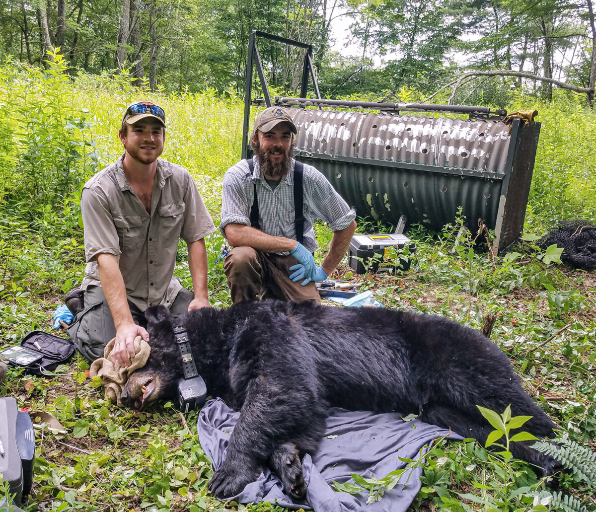 Una foto de dos hombres arrodillados detrás de un oso sedado que yace en el suelo con una venda en los ojos y un collar puestos. 