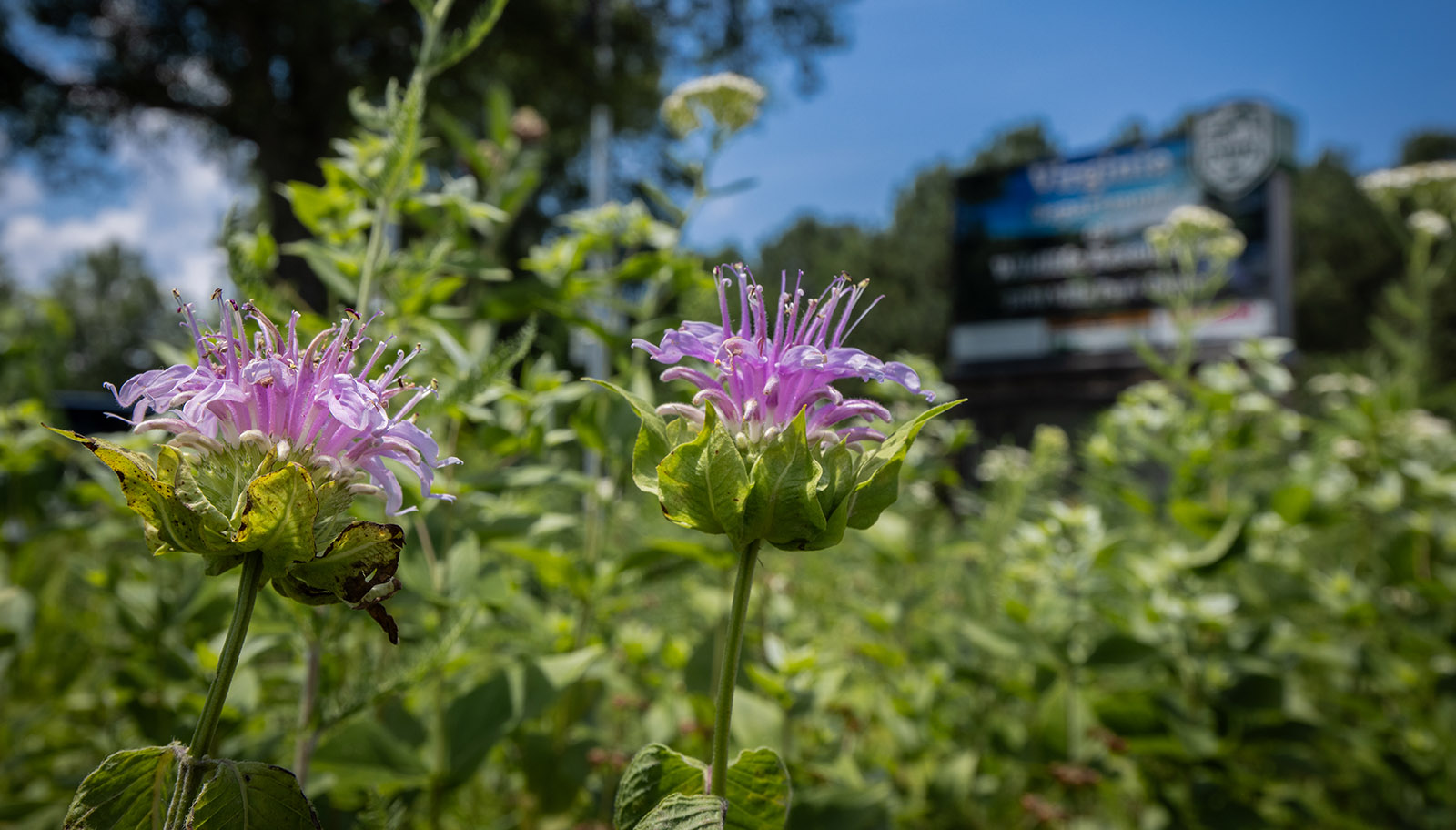 Un primer plano de una flor púrpura con el letrero de la sede del DWR en el fondo.