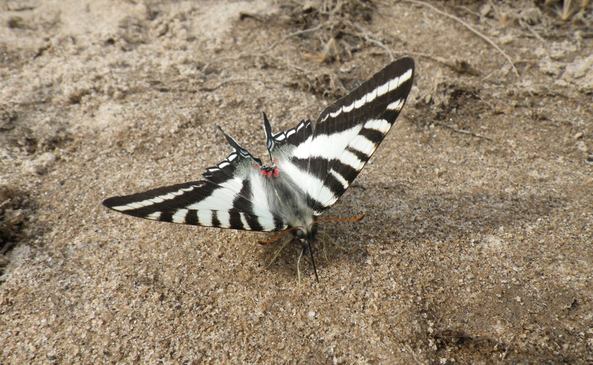 Una foto de una mariposa en blanco y negro sobre el suelo desnudo.