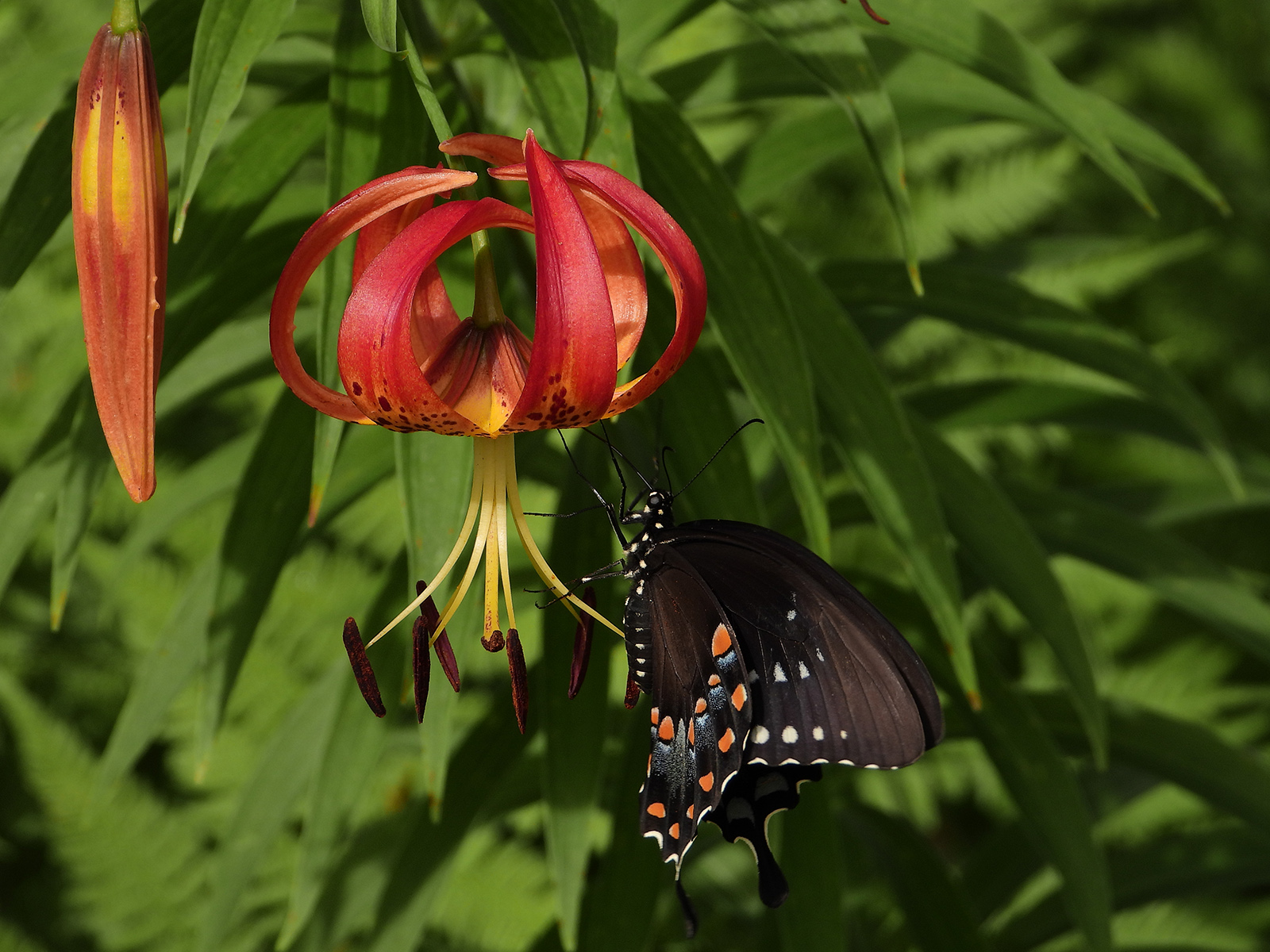 Una foto de una mariposa negra bebiendo de una flor de lirio.