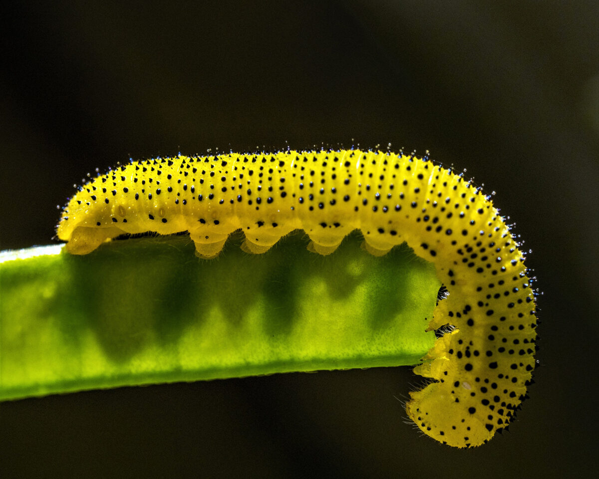 Una foto en primer plano de una oruga amarilla con puntos negros en una hoja verde.