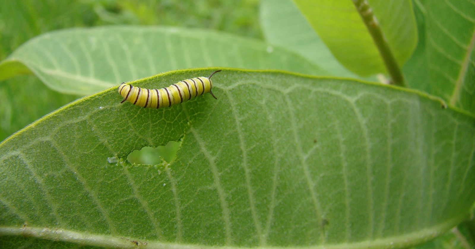 Una foto de una oruga de rayas amarillas y negras sobre una hoja verde.