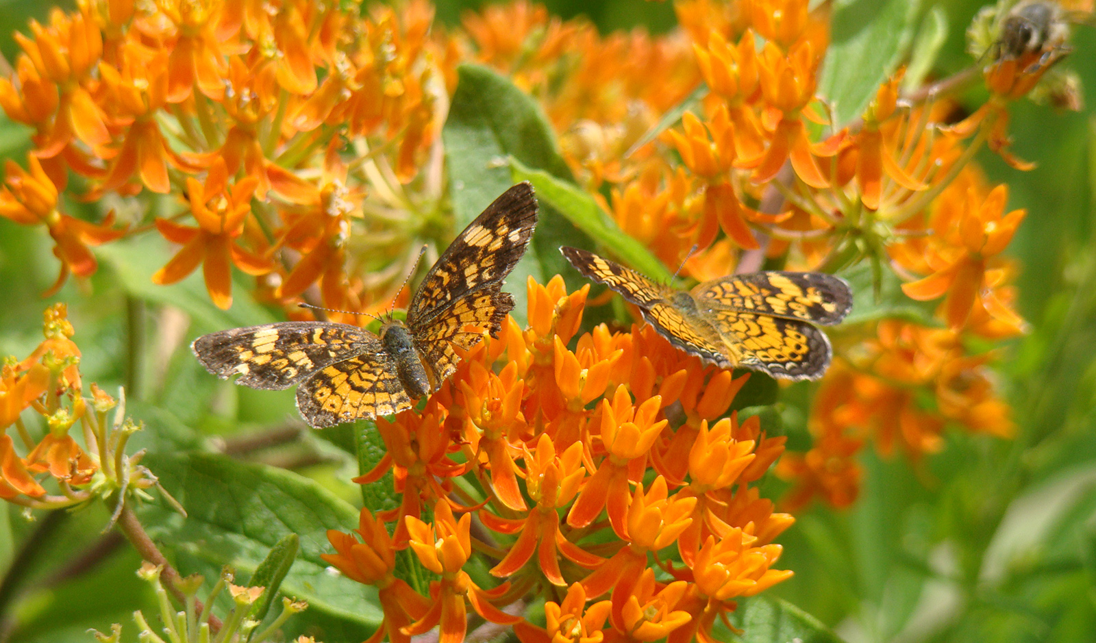 Una foto de dos mariposas marrones y blancas en una planta con flores de naranja.