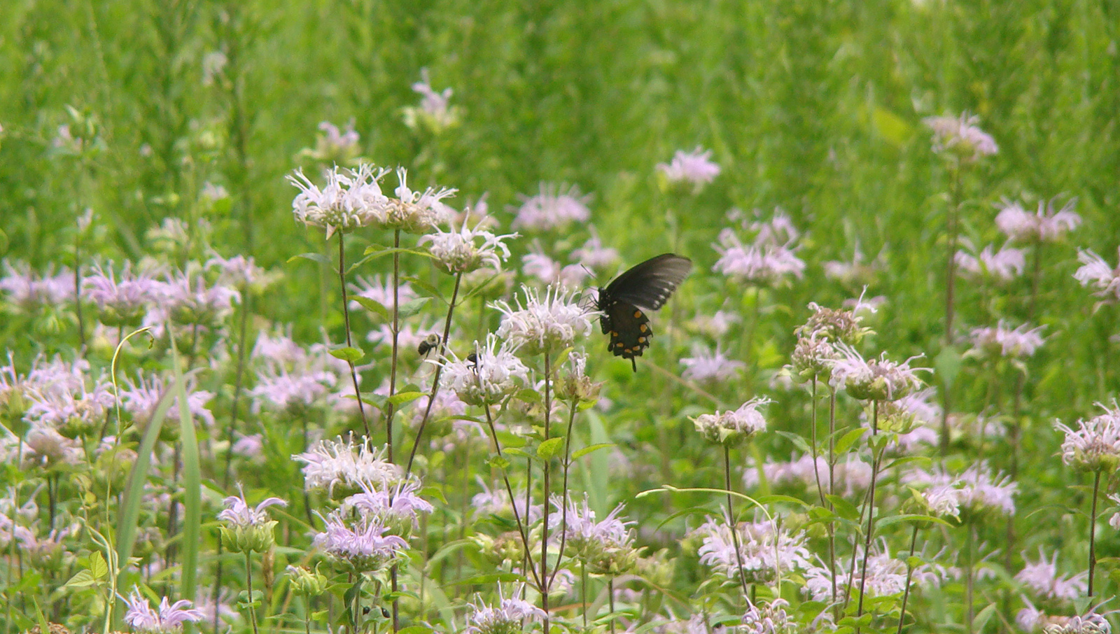 Una foto de una mariposa negra posada entre un grupo de plantas con flores.
