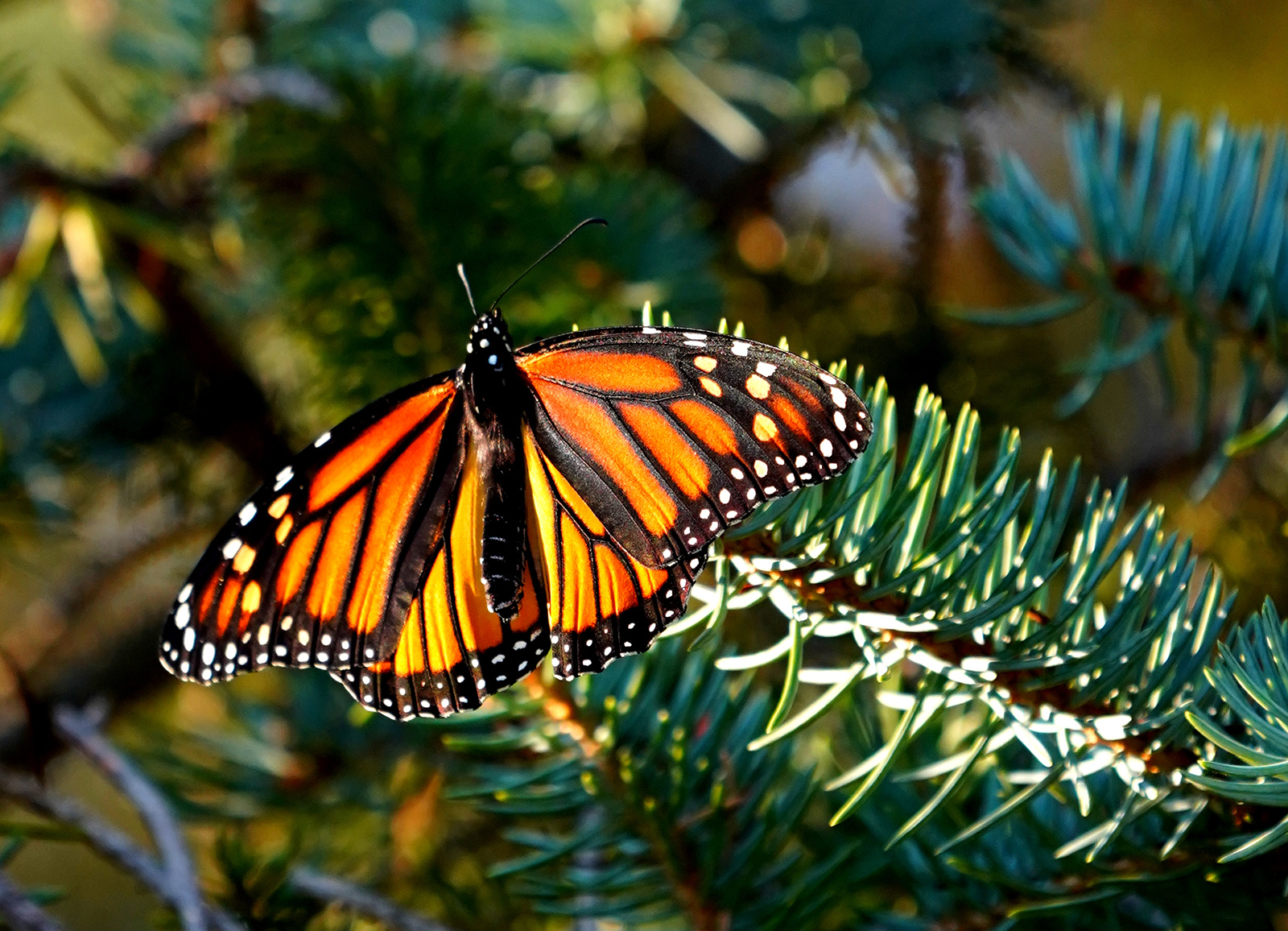 Una foto en primer plano de la luz del sol golpeando las alas de una mariposa naranja y negra posada en una rama de hoja perenne.