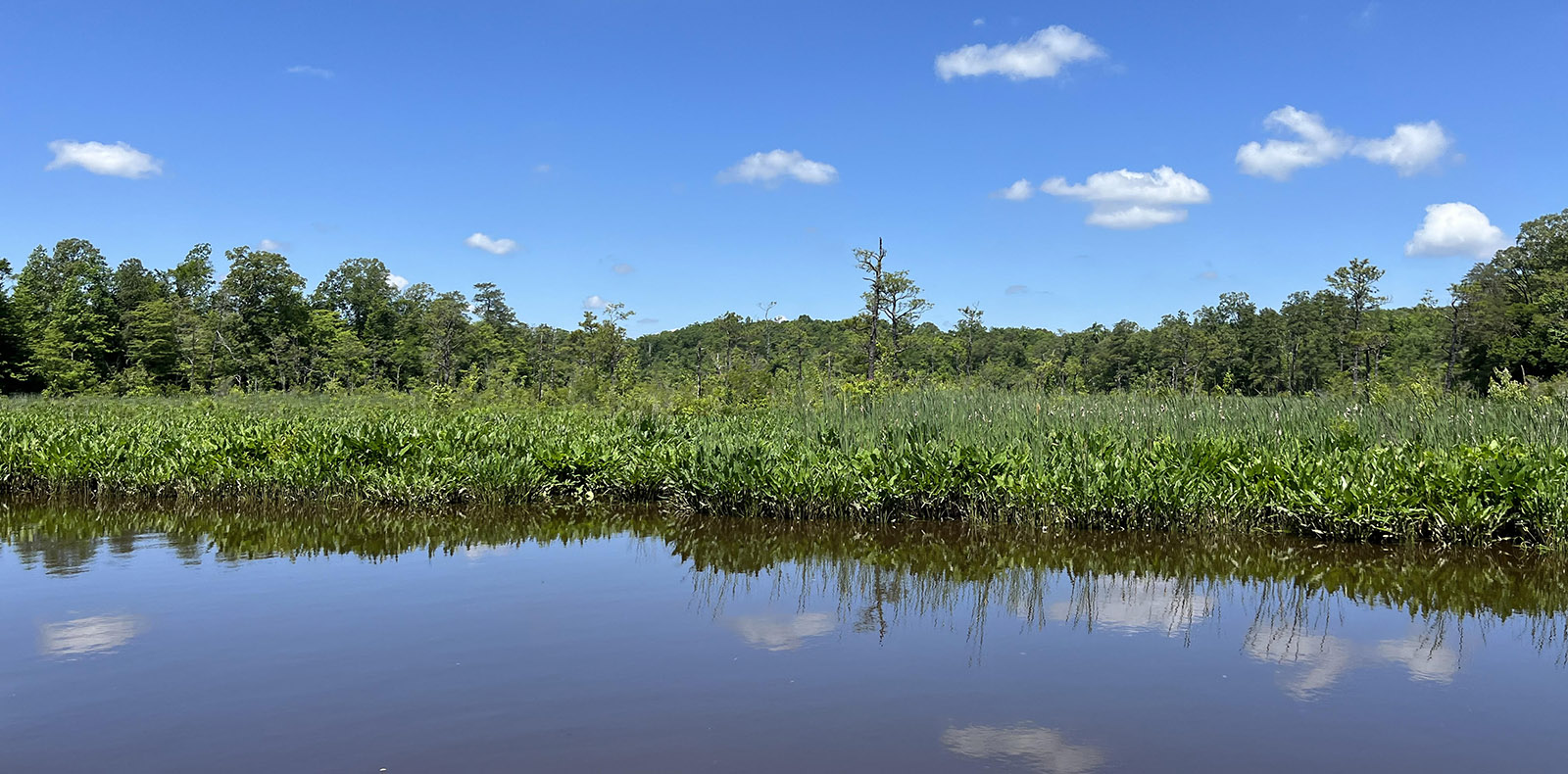 Una foto de una variedad de pastos de pantano tomada desde el otro lado del agua.
