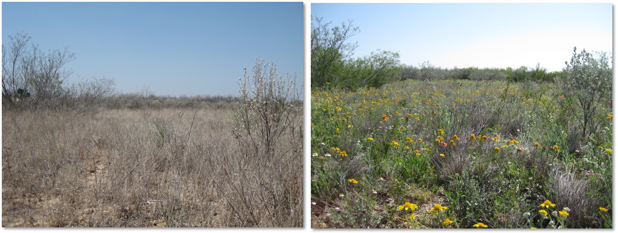 Dos fotos una al lado de la otra de la misma ubicación. A la izquierda hay pastos secos y marrones y a la derecha hay plantas verdes y flores silvestres.