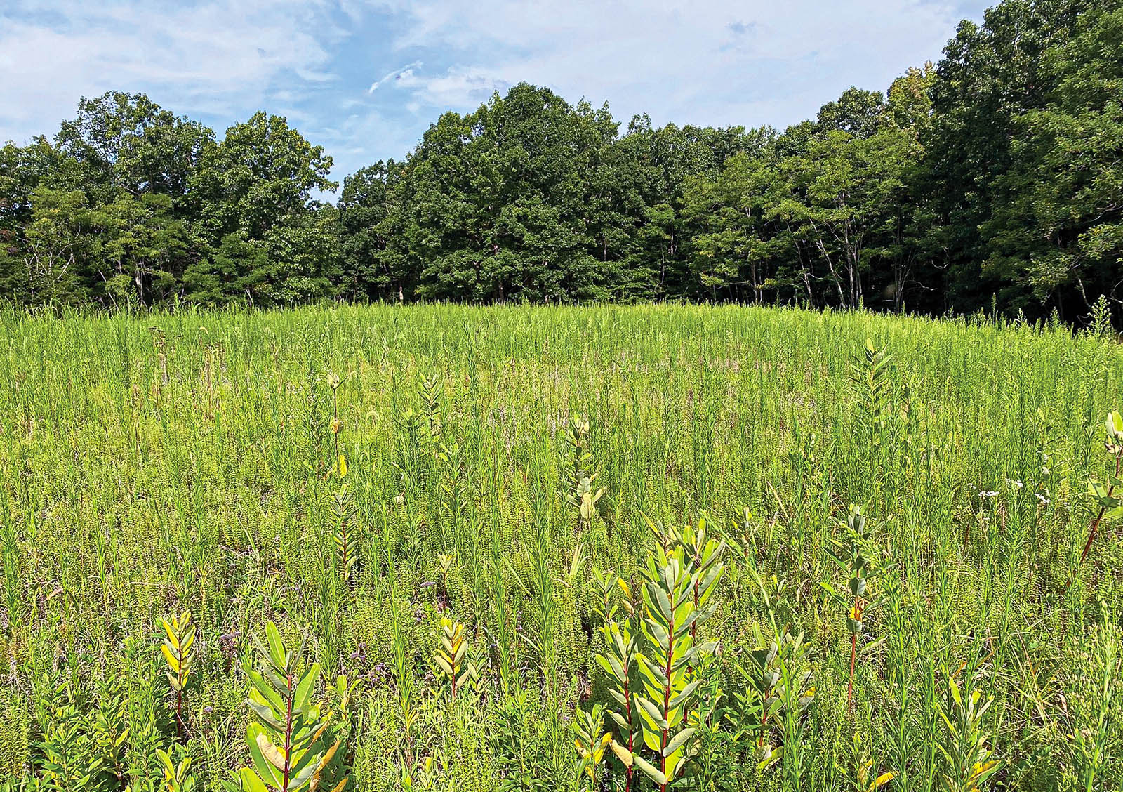 Una foto de un campo abierto de hierba alta.