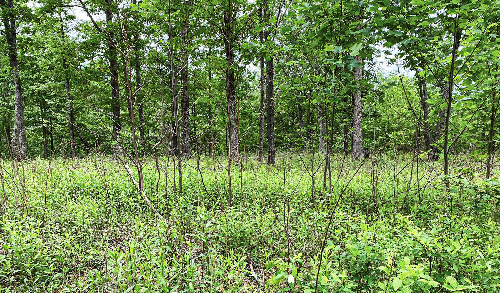 Una foto de un bosque con un dosel abierto.