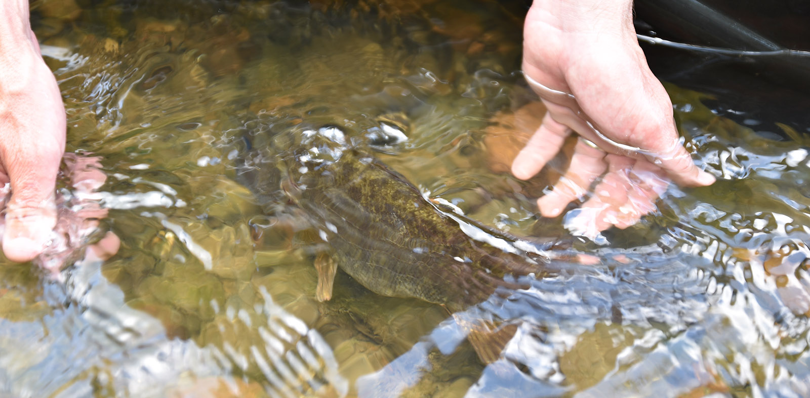 Una foto de dos manos en aguas poco profundas con una lubina de boca pequeña nadando lejos de las manos.