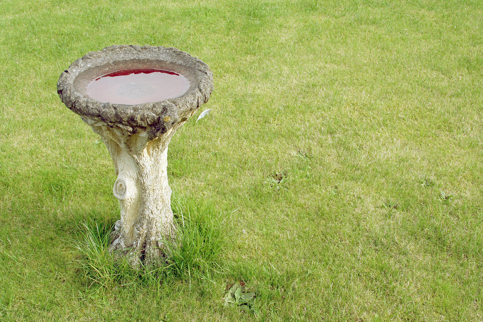 Una foto de un bebedero de cemento para pájaros lleno de agua en medio de un gran parche de hierba.