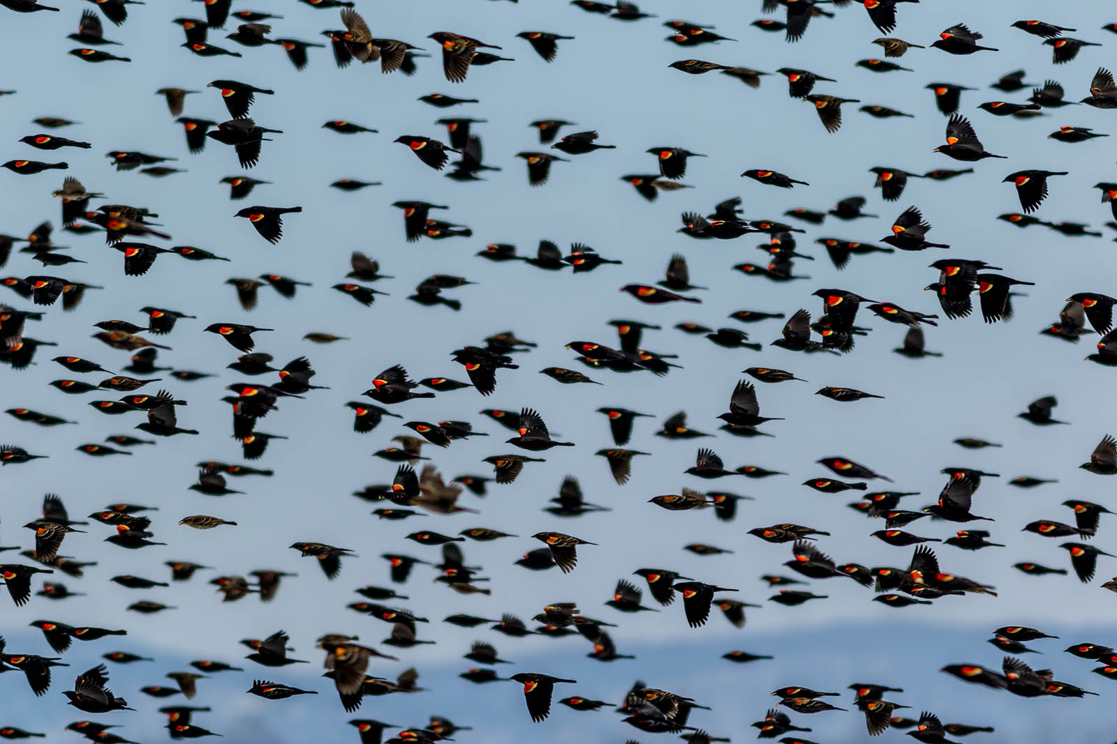 Pájaros negros con manchas rojas y de color crema en las alas que vuelan en un gran grupo