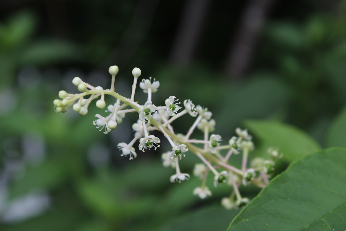 Una imagen de pokeweed en su etapa de floración; Es una planta alta de color púrpura con hojas anchas y bayas tóxicas