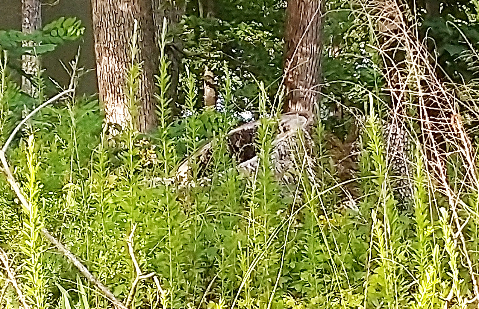 Una imagen de una franja de terreno cerca de un cuerpo de agua lleno de árboles y follaje