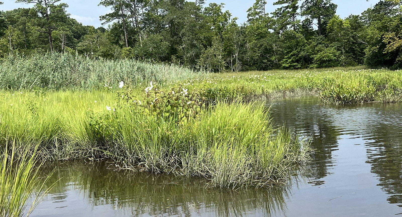 Una foto de pastos de pantano con flores blancas que crecen fuera del agua.