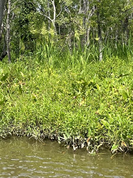 Una imagen de la vegetación densamente frondosa en el borde del delta de Appomattox