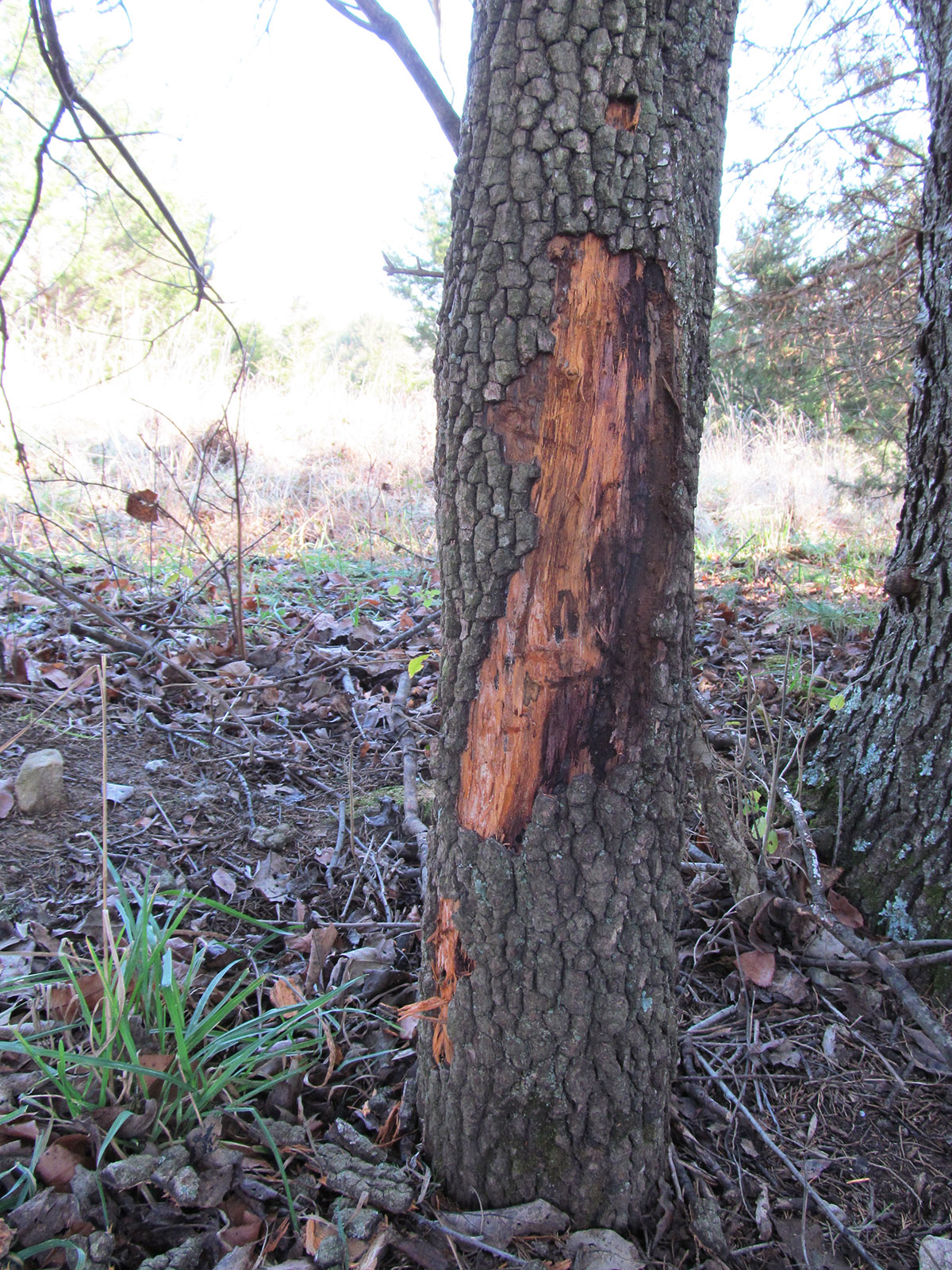 Una imagen de un árbol con marcas de roce de ciervos tallando profundas grietas en la madera