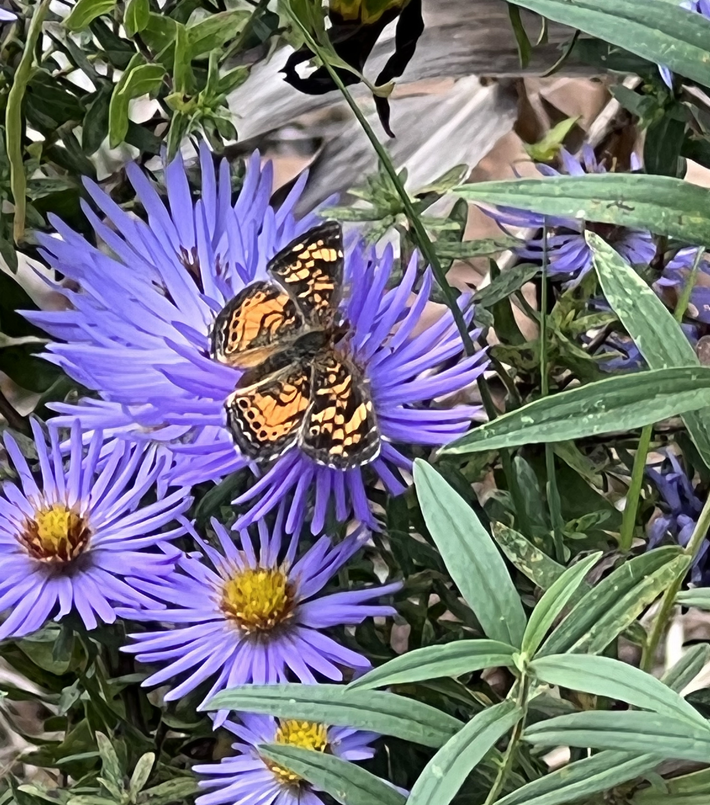 Una foto de una mariposa naranja y negra en la parte superior de una flor púrpura con un centro amarillo lleno de polen.