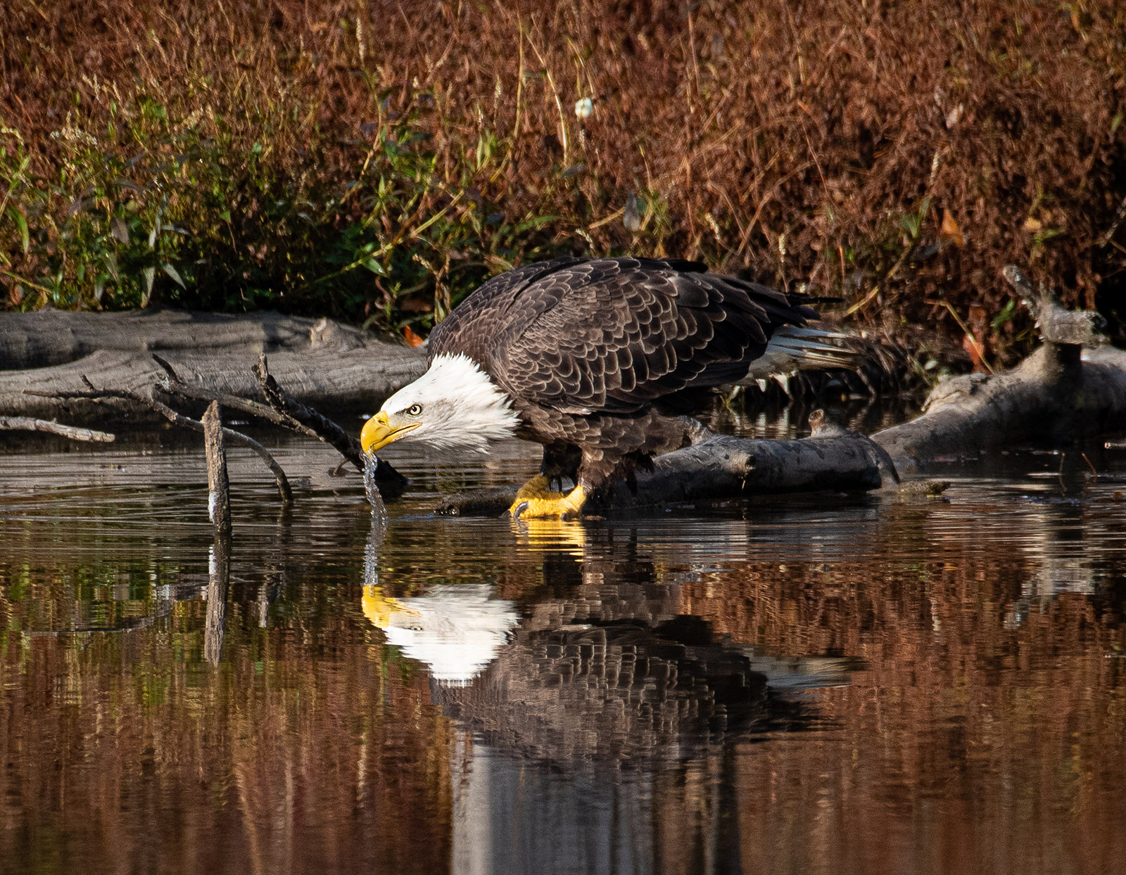 Una foto de un águila calva de pie al borde de un estanque, bebiendo, con un vívido reflejo en el agua.