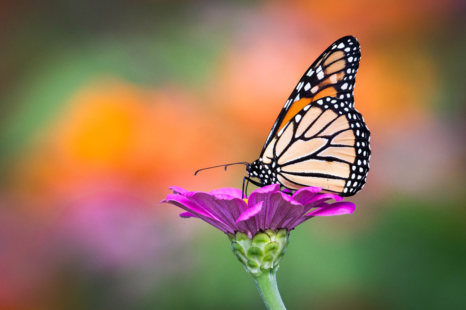 Una foto de una mariposa naranja y negra posada sobre una flor morada.