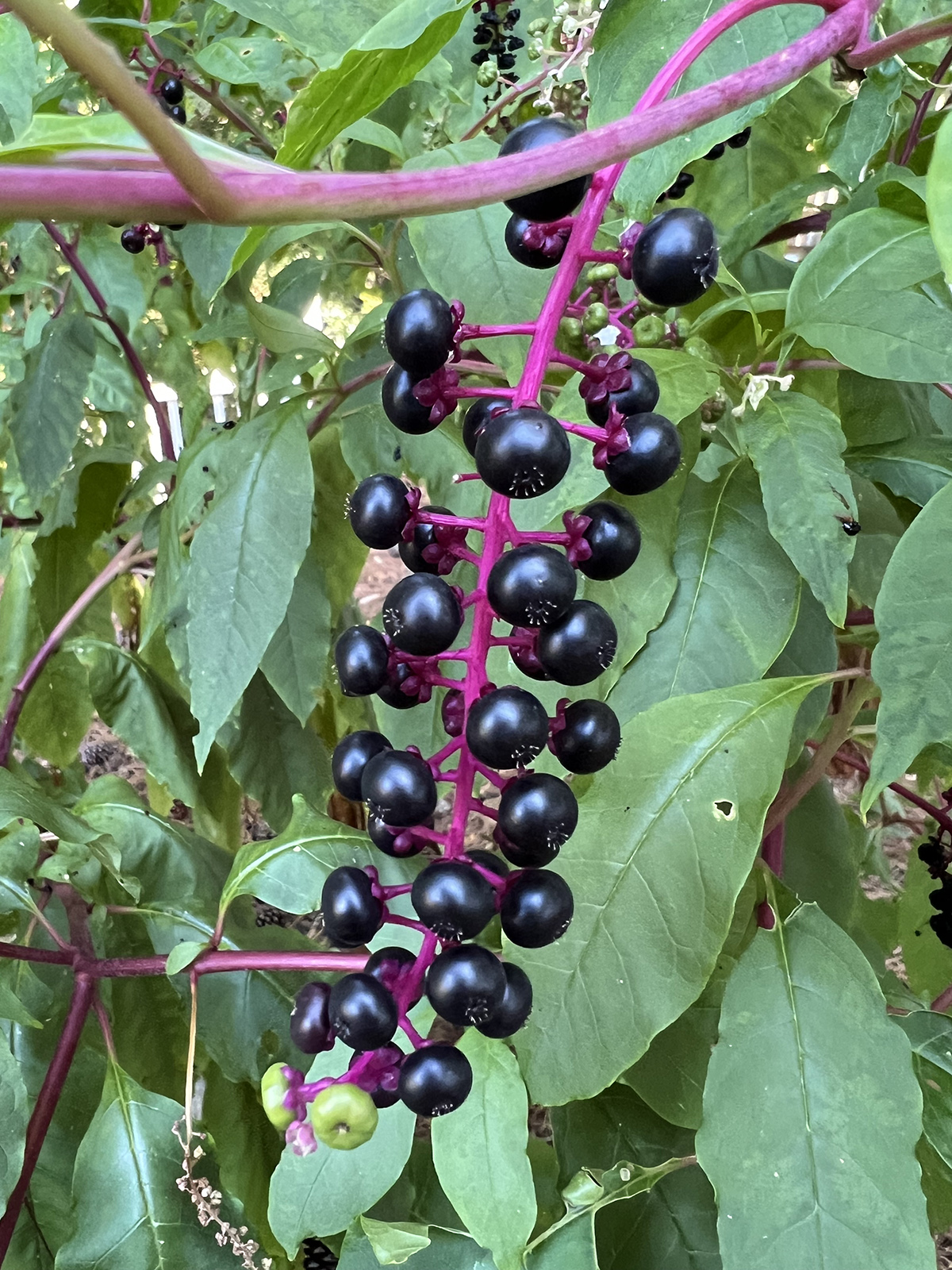 Una foto de una rama de pokeweed con un tallo púrpura y grandes bayas de color púrpura oscuro.