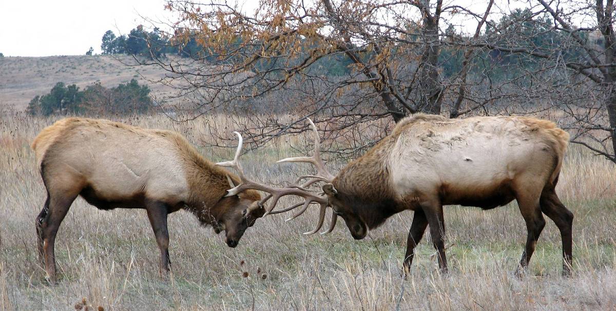 Dos alces macho con las astas cerradas