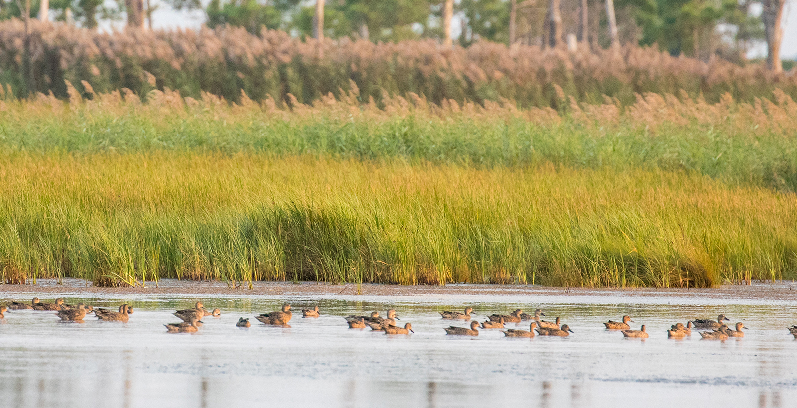 Una foto de una bandada de patos flotando en el agua frente a un pantano.