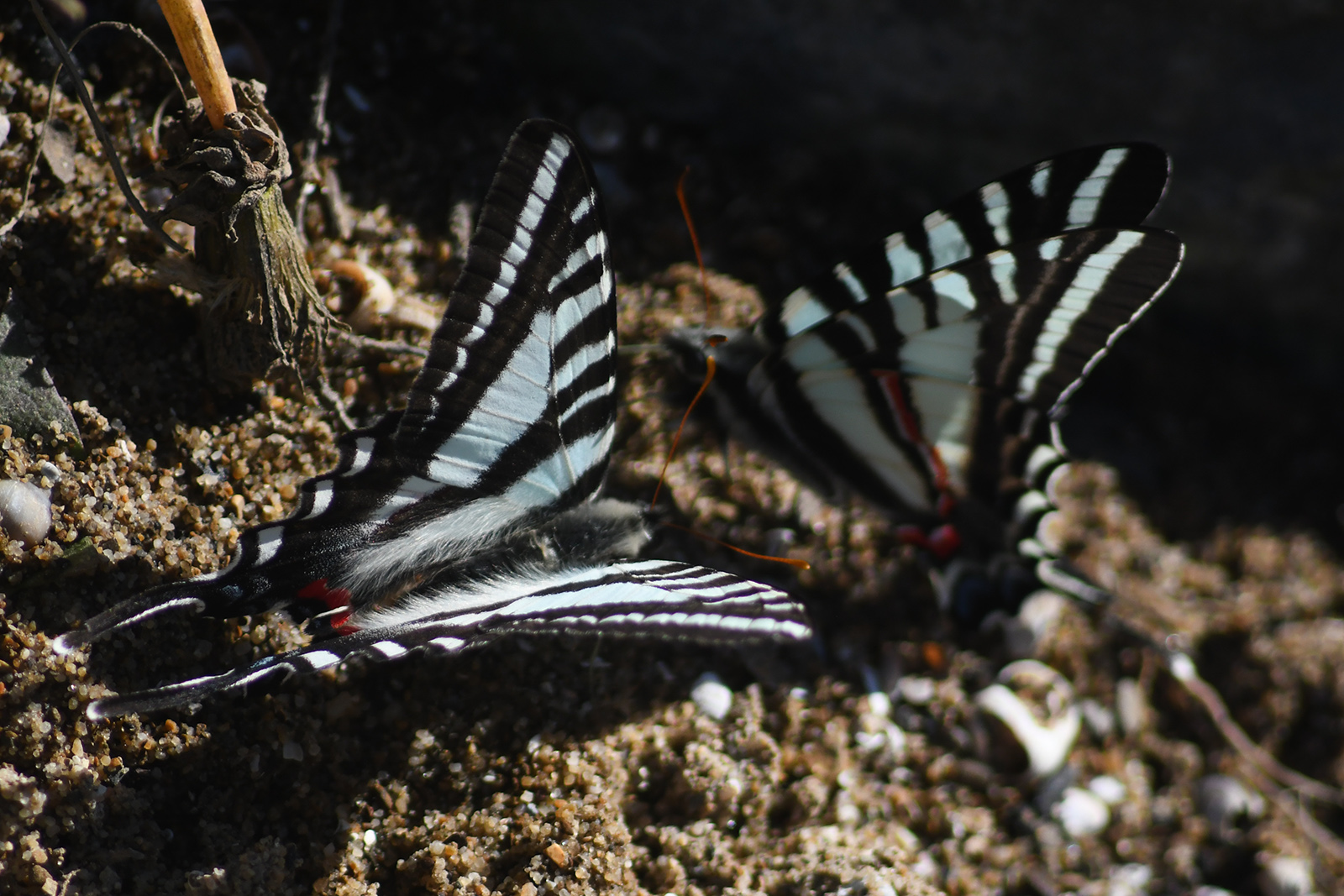 Una foto de dos mariposas en el suelo con alas azules y blancas con manchas rojas.