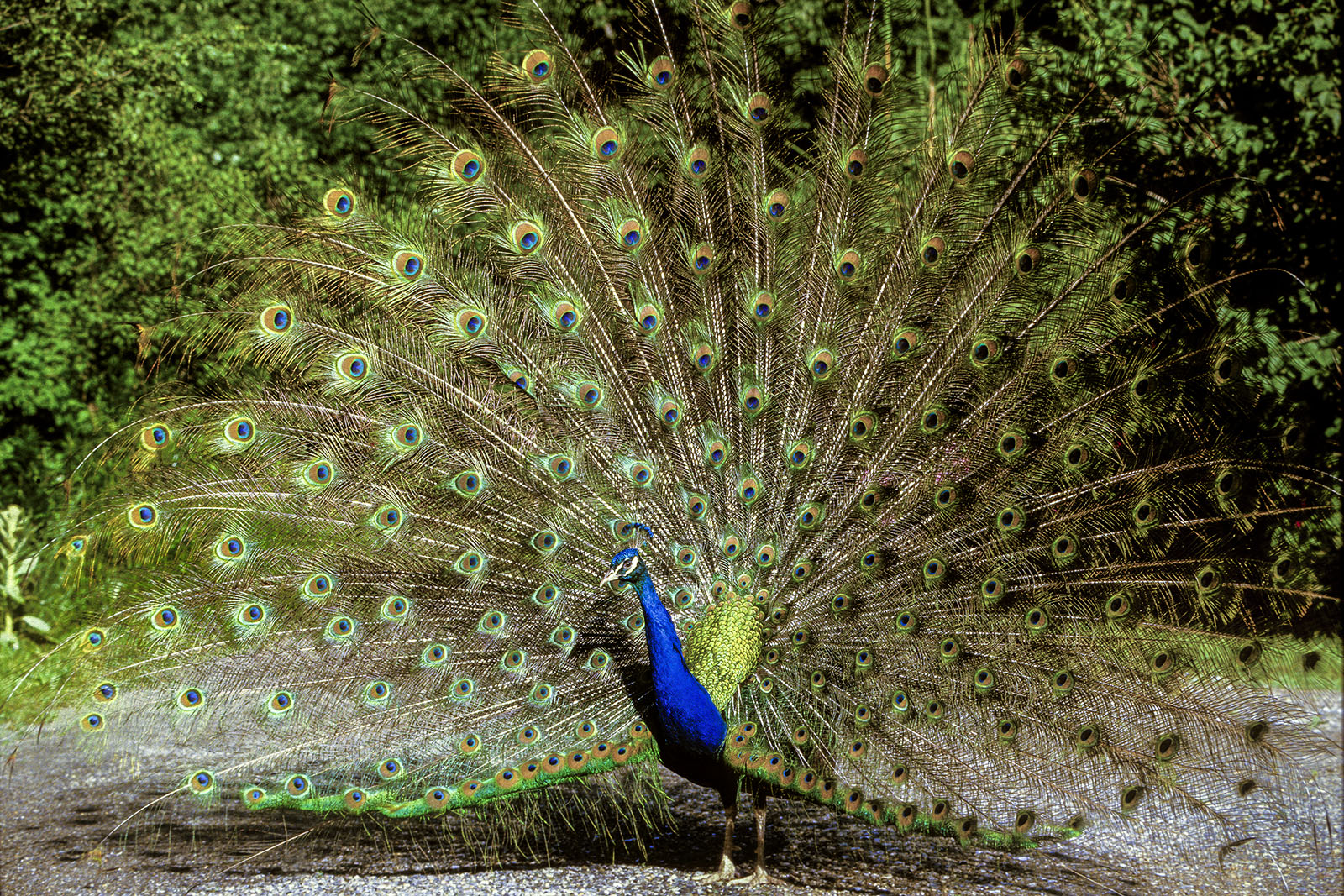 Una foto de un pavo real de colores brillantes con la cola desplegada.