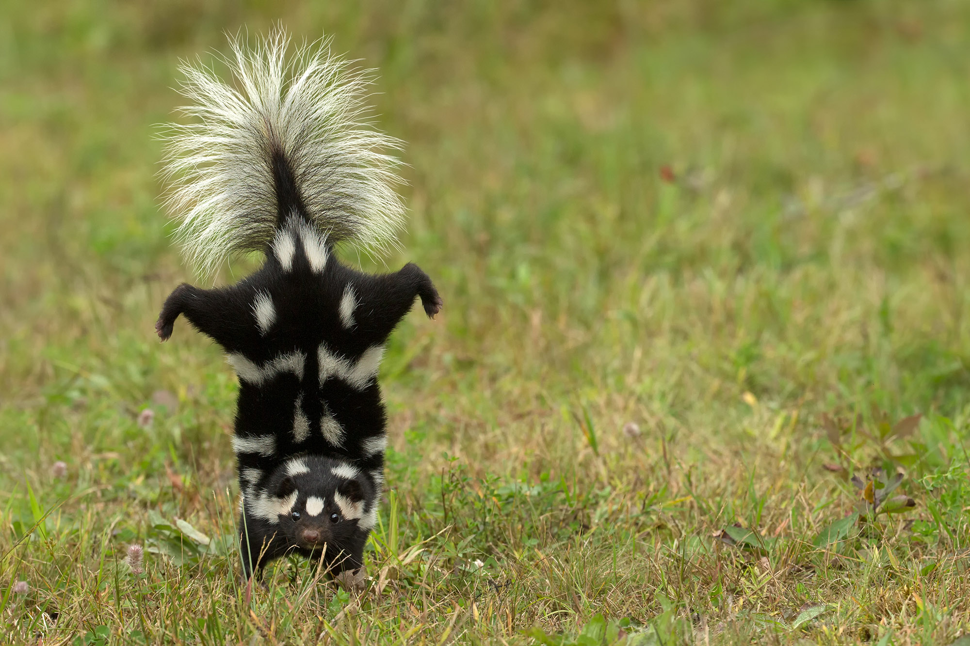 Una foto de una mofeta manchada en un campo, de pie sobre sus patas delanteras con la cola en el aire.