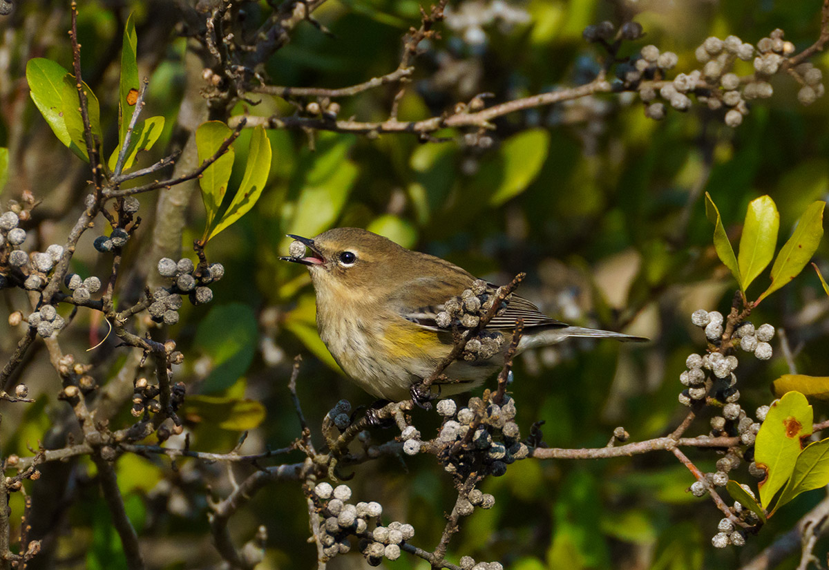 Una curruca dorsiamarilla (mirto) avistada en el Parque Estatal Kiptopeke.