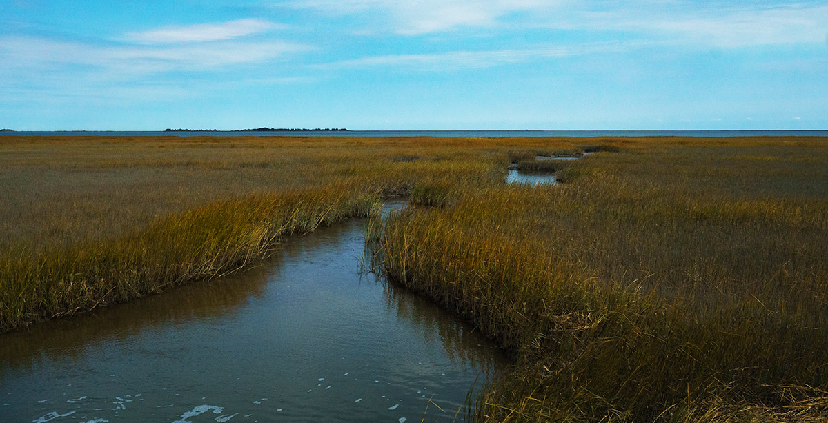 El pantano en la Reserva del Área Natural Estatal de la Bahía de Magothy.