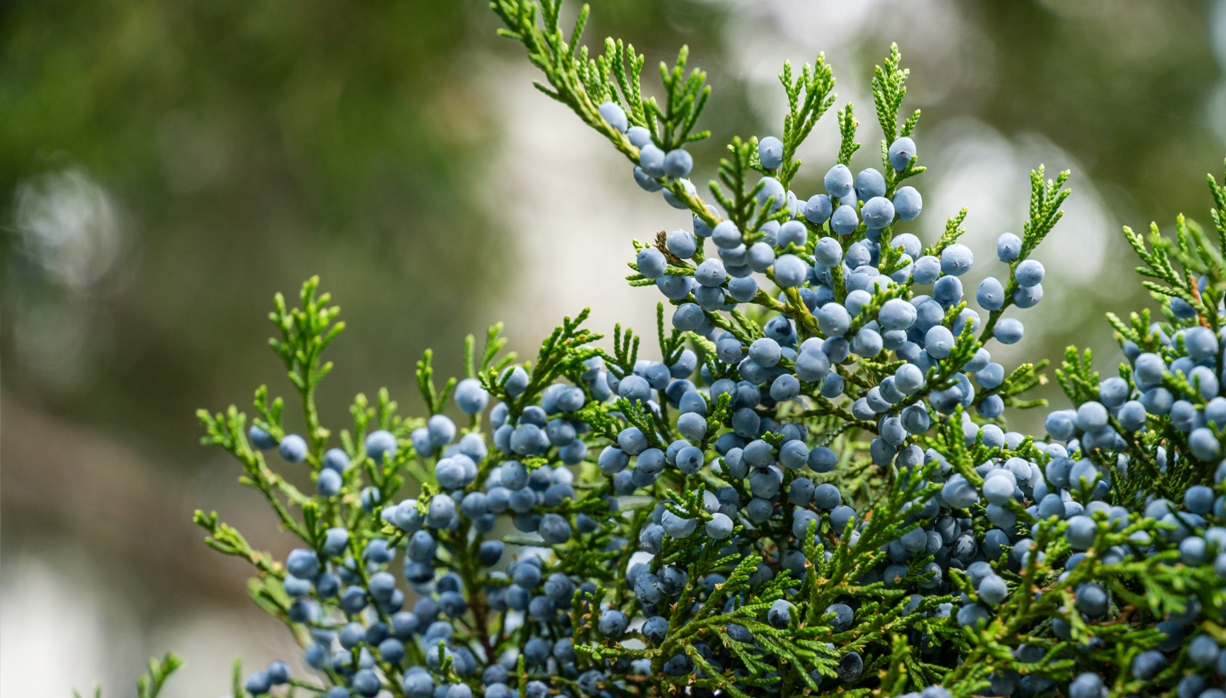 Una imagen de bayas de enebro en su árbol, son pequeñas, azules y redondas; el árbol en sí se parece al de un árbol de Navidad, pero con agujas verdes parecidas a helechos 